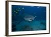 A Large Bull Shark at the Bistro Dive Site in Fiji-Stocktrek Images-Framed Photographic Print