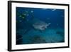 A Large Bull Shark at the Bistro Dive Site in Fiji-Stocktrek Images-Framed Photographic Print