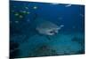 A Large Bull Shark at the Bistro Dive Site in Fiji-Stocktrek Images-Mounted Photographic Print