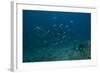 A Large Bull Shark at the Bistro Dive Site in Fiji-Stocktrek Images-Framed Photographic Print