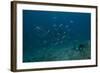 A Large Bull Shark at the Bistro Dive Site in Fiji-Stocktrek Images-Framed Photographic Print