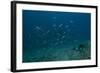 A Large Bull Shark at the Bistro Dive Site in Fiji-Stocktrek Images-Framed Photographic Print