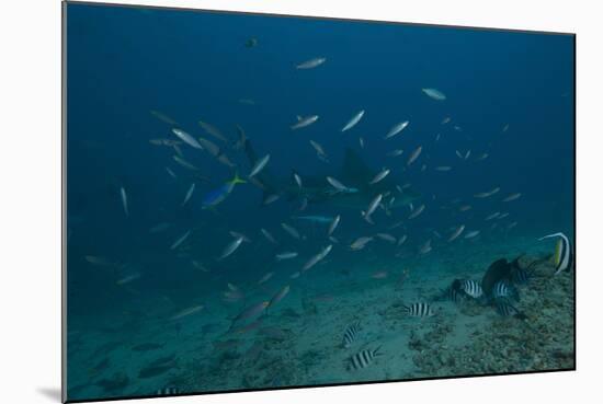 A Large Bull Shark at the Bistro Dive Site in Fiji-Stocktrek Images-Mounted Photographic Print