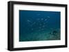 A Large Bull Shark at the Bistro Dive Site in Fiji-Stocktrek Images-Framed Photographic Print