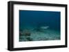 A Large Bull Shark at the Bistro Dive Site in Fiji-Stocktrek Images-Framed Photographic Print