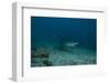 A Large Bull Shark at the Bistro Dive Site in Fiji-Stocktrek Images-Framed Photographic Print