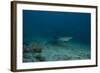 A Large Bull Shark at the Bistro Dive Site in Fiji-Stocktrek Images-Framed Photographic Print