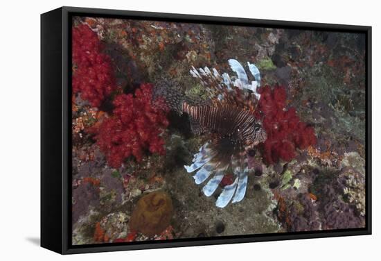 A Large Common Lionfish Swimming at Beqa Lagoon, Fiji-Stocktrek Images-Framed Stretched Canvas