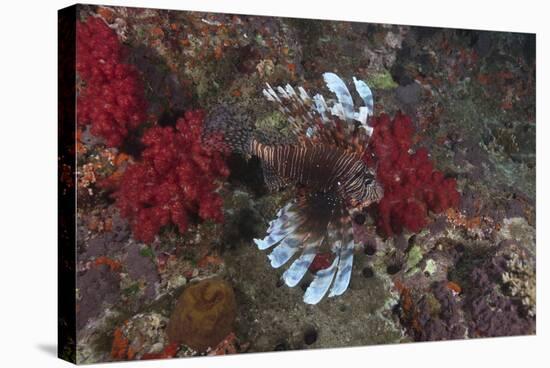 A Large Common Lionfish Swimming at Beqa Lagoon, Fiji-Stocktrek Images-Stretched Canvas