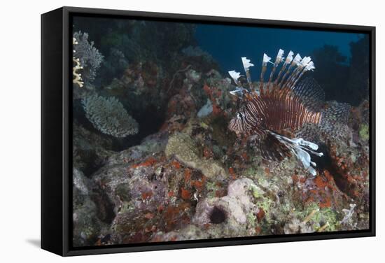 A Large Common Lionfish Swimming at Beqa Lagoon, Fiji-Stocktrek Images-Framed Stretched Canvas
