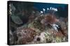 A Large Common Lionfish Swimming at Beqa Lagoon, Fiji-Stocktrek Images-Stretched Canvas