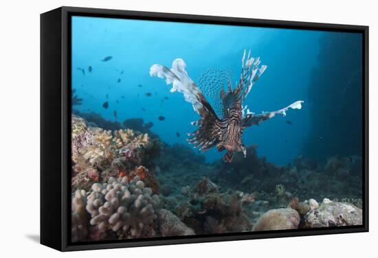 A Large Common Lionfish Swimming at Beqa Lagoon, Fiji-Stocktrek Images-Framed Stretched Canvas