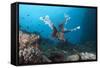 A Large Common Lionfish Swimming at Beqa Lagoon, Fiji-Stocktrek Images-Framed Stretched Canvas