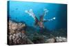 A Large Common Lionfish Swimming at Beqa Lagoon, Fiji-Stocktrek Images-Stretched Canvas