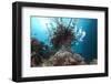 A Large Common Lionfish Swimming at Beqa Lagoon, Fiji-Stocktrek Images-Framed Photographic Print