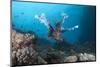 A Large Common Lionfish Swimming at Beqa Lagoon, Fiji-Stocktrek Images-Mounted Photographic Print