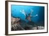 A Large Common Lionfish Swimming at Beqa Lagoon, Fiji-Stocktrek Images-Framed Photographic Print