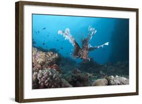 A Large Common Lionfish Swimming at Beqa Lagoon, Fiji-Stocktrek Images-Framed Photographic Print