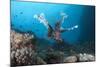 A Large Common Lionfish Swimming at Beqa Lagoon, Fiji-Stocktrek Images-Mounted Photographic Print