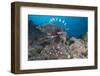 A Large Common Lionfish Swimming at Beqa Lagoon, Fiji-Stocktrek Images-Framed Photographic Print