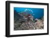 A Large Common Lionfish Swimming at Beqa Lagoon, Fiji-Stocktrek Images-Framed Photographic Print