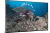 A Large Common Lionfish Swimming at Beqa Lagoon, Fiji-Stocktrek Images-Mounted Photographic Print