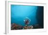 A Large Common Lionfish Swimming at Beqa Lagoon, Fiji-Stocktrek Images-Framed Photographic Print