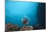 A Large Common Lionfish Swimming at Beqa Lagoon, Fiji-Stocktrek Images-Mounted Photographic Print