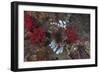 A Large Common Lionfish Swimming at Beqa Lagoon, Fiji-Stocktrek Images-Framed Photographic Print