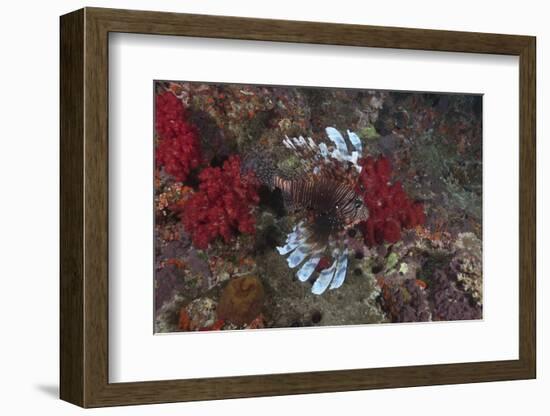 A Large Common Lionfish Swimming at Beqa Lagoon, Fiji-Stocktrek Images-Framed Photographic Print