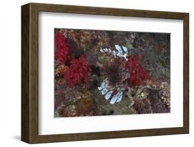 A Large Common Lionfish Swimming at Beqa Lagoon, Fiji-Stocktrek Images-Framed Photographic Print