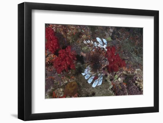 A Large Common Lionfish Swimming at Beqa Lagoon, Fiji-Stocktrek Images-Framed Photographic Print