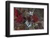 A Large Common Lionfish Swimming at Beqa Lagoon, Fiji-Stocktrek Images-Framed Photographic Print