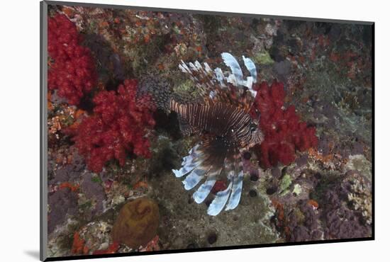 A Large Common Lionfish Swimming at Beqa Lagoon, Fiji-Stocktrek Images-Mounted Photographic Print