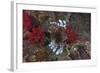 A Large Common Lionfish Swimming at Beqa Lagoon, Fiji-Stocktrek Images-Framed Photographic Print