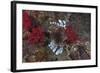 A Large Common Lionfish Swimming at Beqa Lagoon, Fiji-Stocktrek Images-Framed Photographic Print