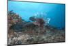 A Large Common Lionfish Swimming at Beqa Lagoon, Fiji-Stocktrek Images-Mounted Photographic Print