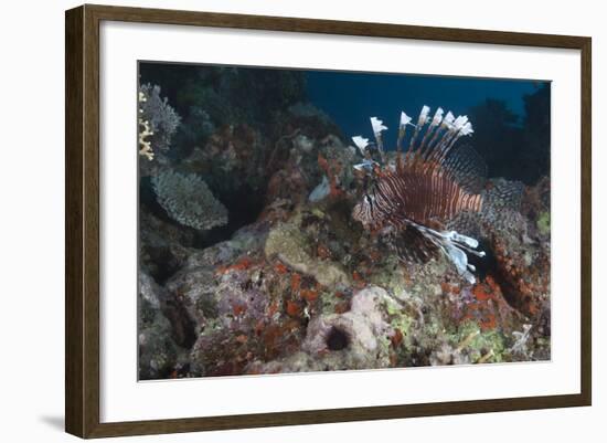 A Large Common Lionfish Swimming at Beqa Lagoon, Fiji-Stocktrek Images-Framed Photographic Print