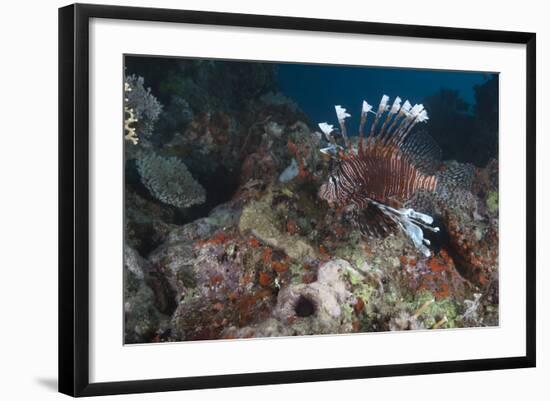 A Large Common Lionfish Swimming at Beqa Lagoon, Fiji-Stocktrek Images-Framed Photographic Print