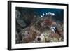 A Large Common Lionfish Swimming at Beqa Lagoon, Fiji-Stocktrek Images-Framed Photographic Print