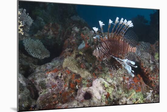 A Large Common Lionfish Swimming at Beqa Lagoon, Fiji-Stocktrek Images-Mounted Photographic Print