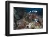 A Large Common Lionfish Swimming at Beqa Lagoon, Fiji-Stocktrek Images-Framed Photographic Print