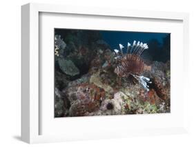 A Large Common Lionfish Swimming at Beqa Lagoon, Fiji-Stocktrek Images-Framed Photographic Print