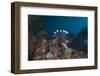 A Large Common Lionfish Swimming at Beqa Lagoon, Fiji-Stocktrek Images-Framed Photographic Print