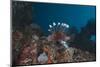 A Large Common Lionfish Swimming at Beqa Lagoon, Fiji-Stocktrek Images-Mounted Photographic Print