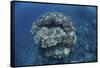 A Large Coral Bommie Grows on a Reef in the Solomon Islands-Stocktrek Images-Framed Stretched Canvas