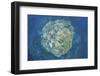 A Large Coral Bommie Grows on a Reef in the Solomon Islands-Stocktrek Images-Framed Photographic Print