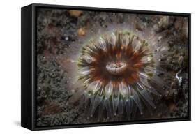 A Large Coral Polyp Grows on the Seafloor of a Kelp Forest-Stocktrek Images-Framed Stretched Canvas