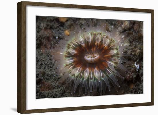 A Large Coral Polyp Grows on the Seafloor of a Kelp Forest-Stocktrek Images-Framed Photographic Print