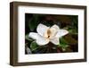 A Large, Creamy White Southern Magnolia Flower Blossom is Circled by the Glossy Green Leaves of The-Kenneth Keifer-Framed Photographic Print